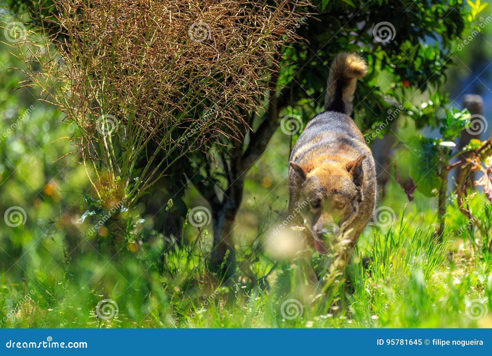 the german shepherd is a breed of medium to large-sized working dog that originated in germany.