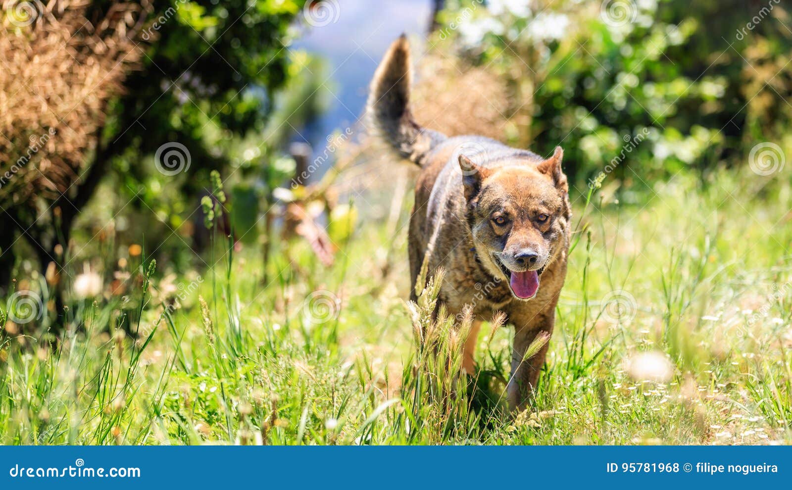 The German Shepherd is a Breed of Medium To Largesized Working Dog
