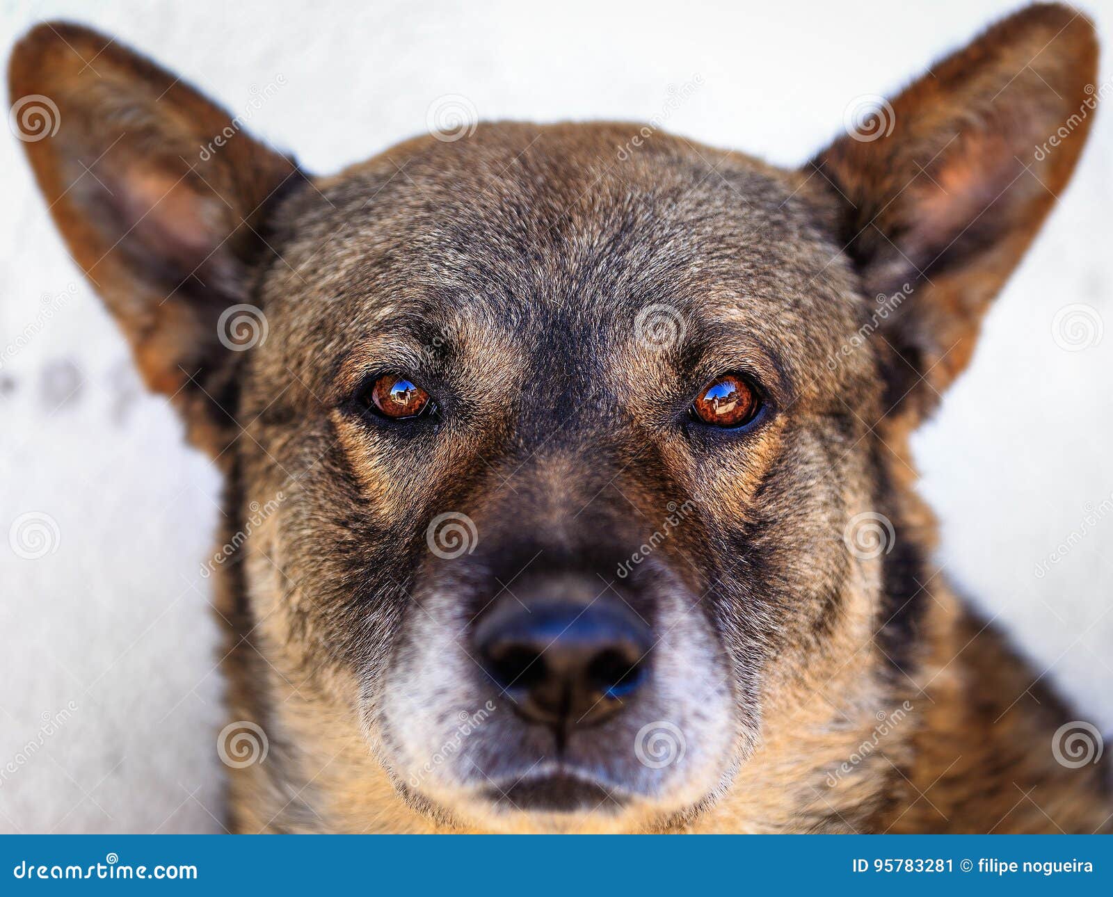 The German Shepherd is a Breed of Medium To Largesized Working Dog