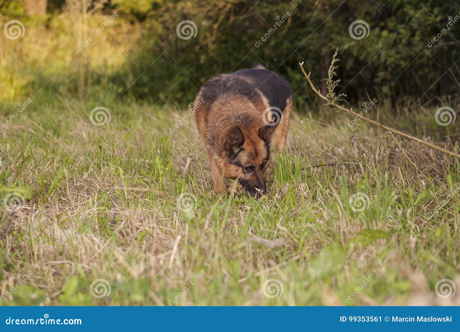 German Shepherd Caught the Clue Stock Image Image of portrait action German Shepherd Caught the Clue Stock Image Image of portrait action