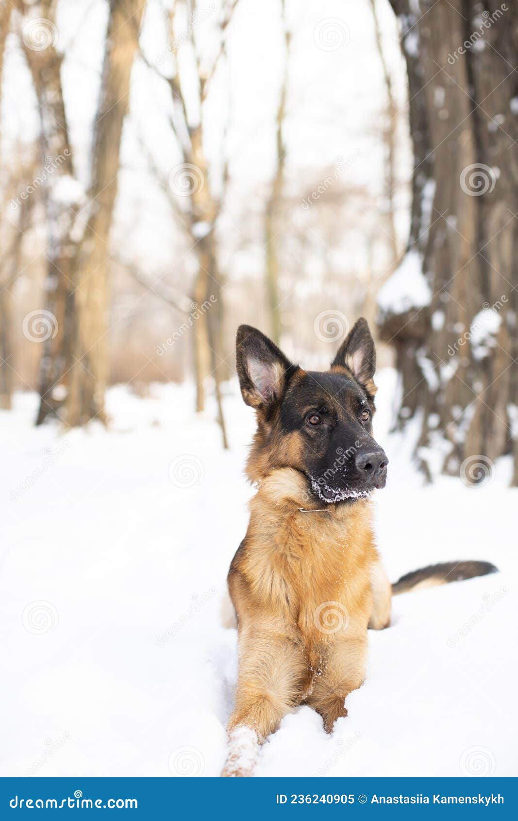 German Shepherd in Beautiful Winter for a Walk Stock Image Image of