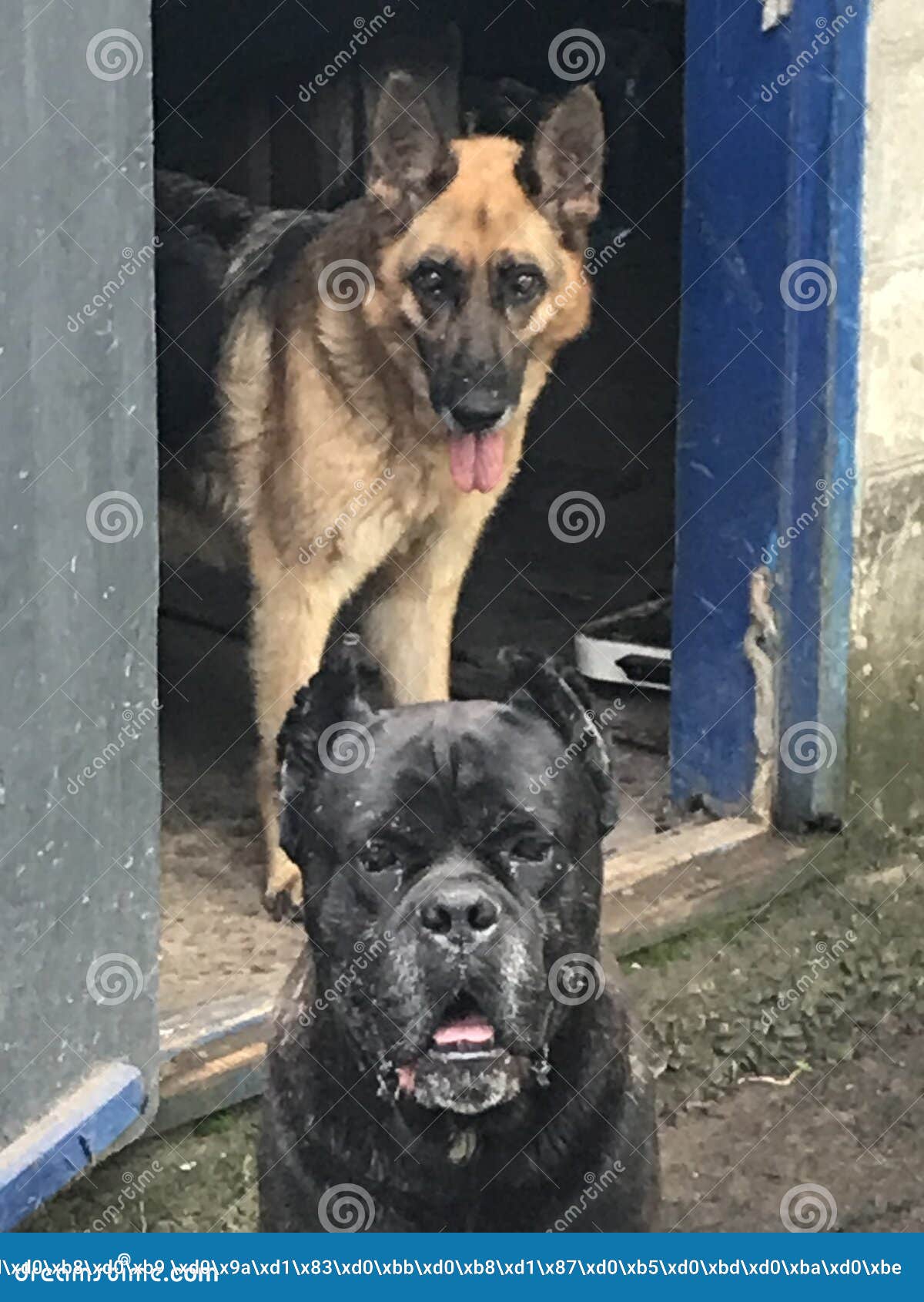 German Shepherd and Cone Carso Stock Image Image of sports, mammal 275048337