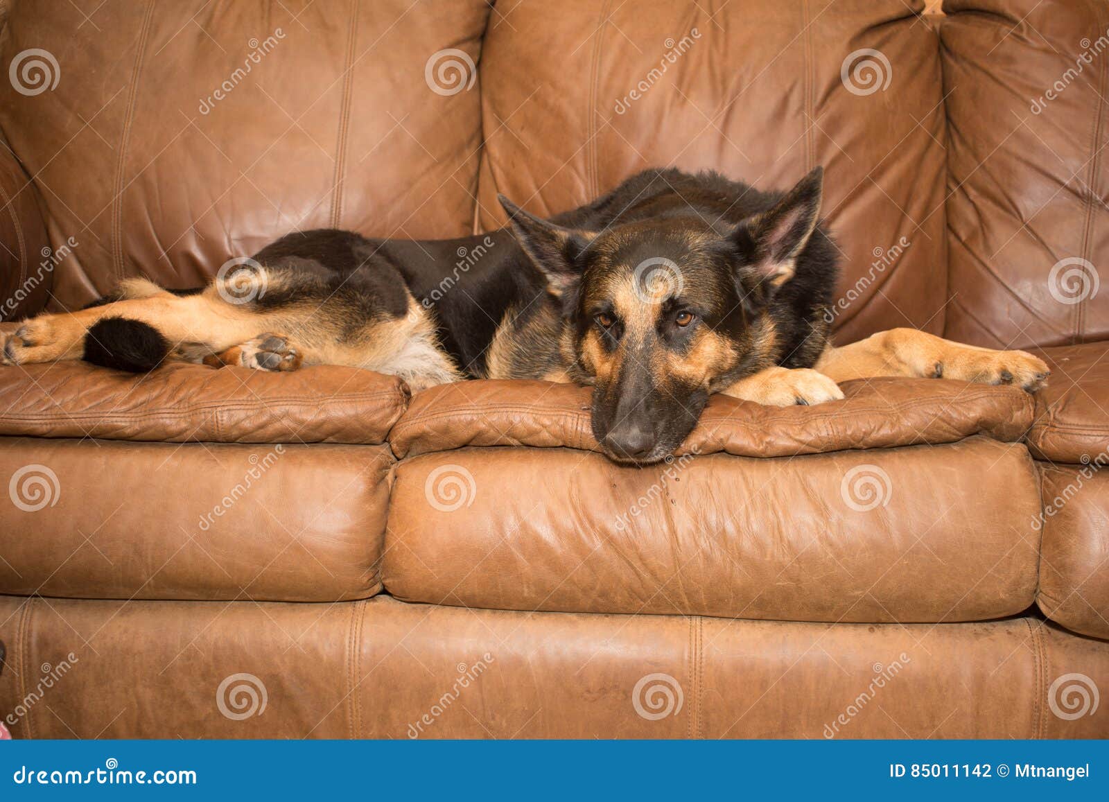German Shepherd on couch stock photo. Image of domestic 85011142