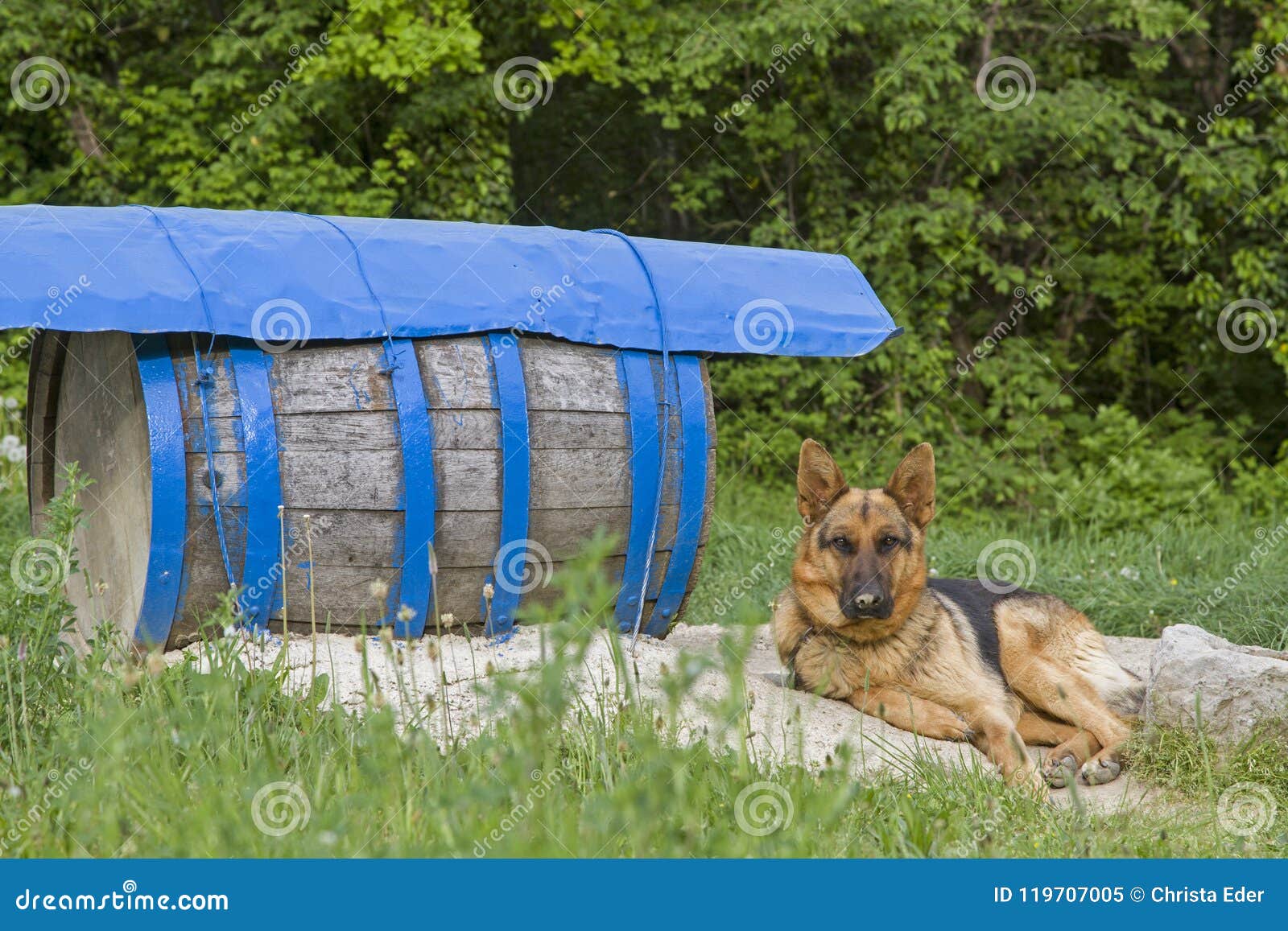 diogenes dog diogenes dog