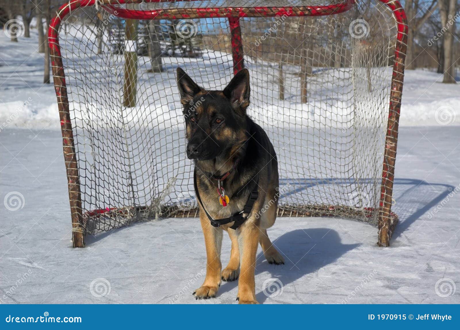 German Shepherd Dog stock image. Image of goal, golden 1970915