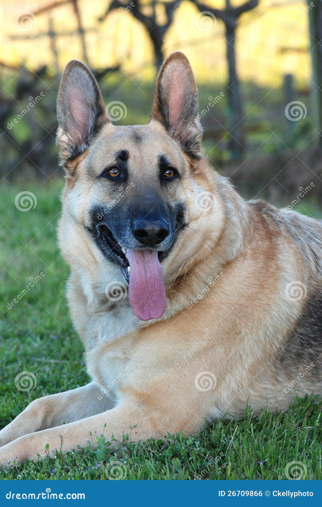 German Shepherd Dog stock photo. Image of tongue, color - 26709866