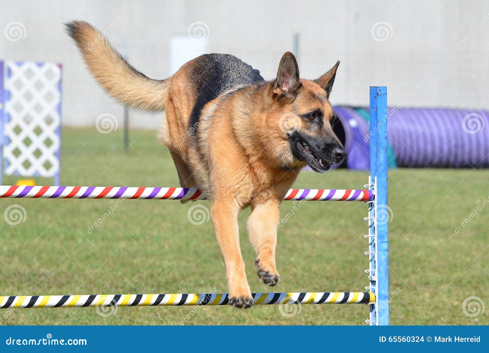 German Shepherd at a Dog Agility Trial Stock Photo Image of alsatian