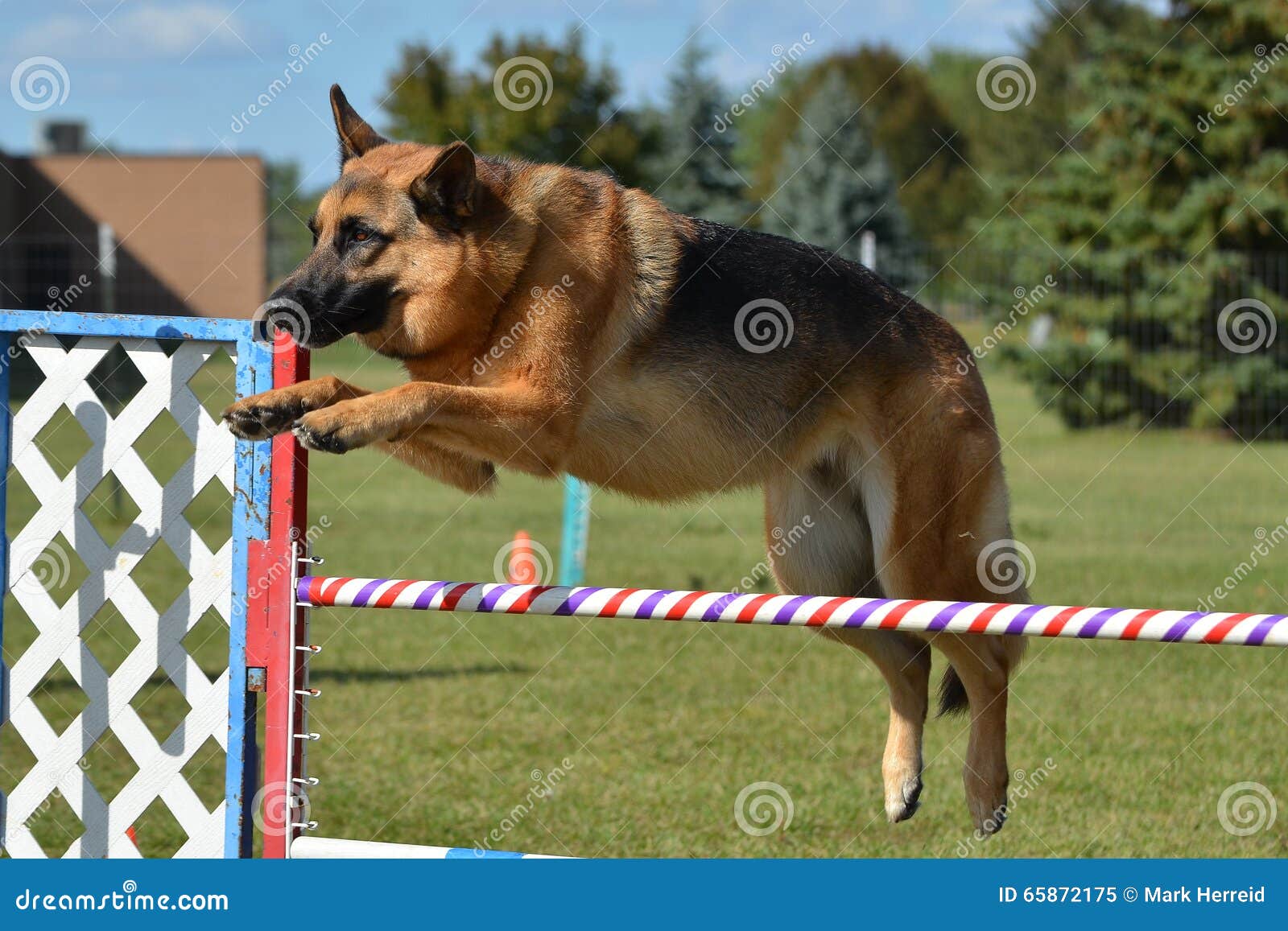 German Shepherd at a Dog Agility Trial Stock Image Image of leap