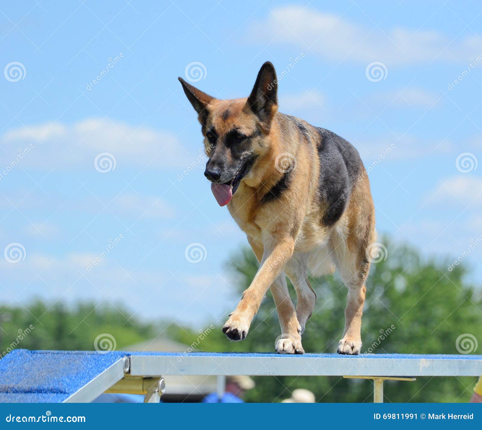 German Shepherd at a Dog Agility Trial Stock Image Image of outside