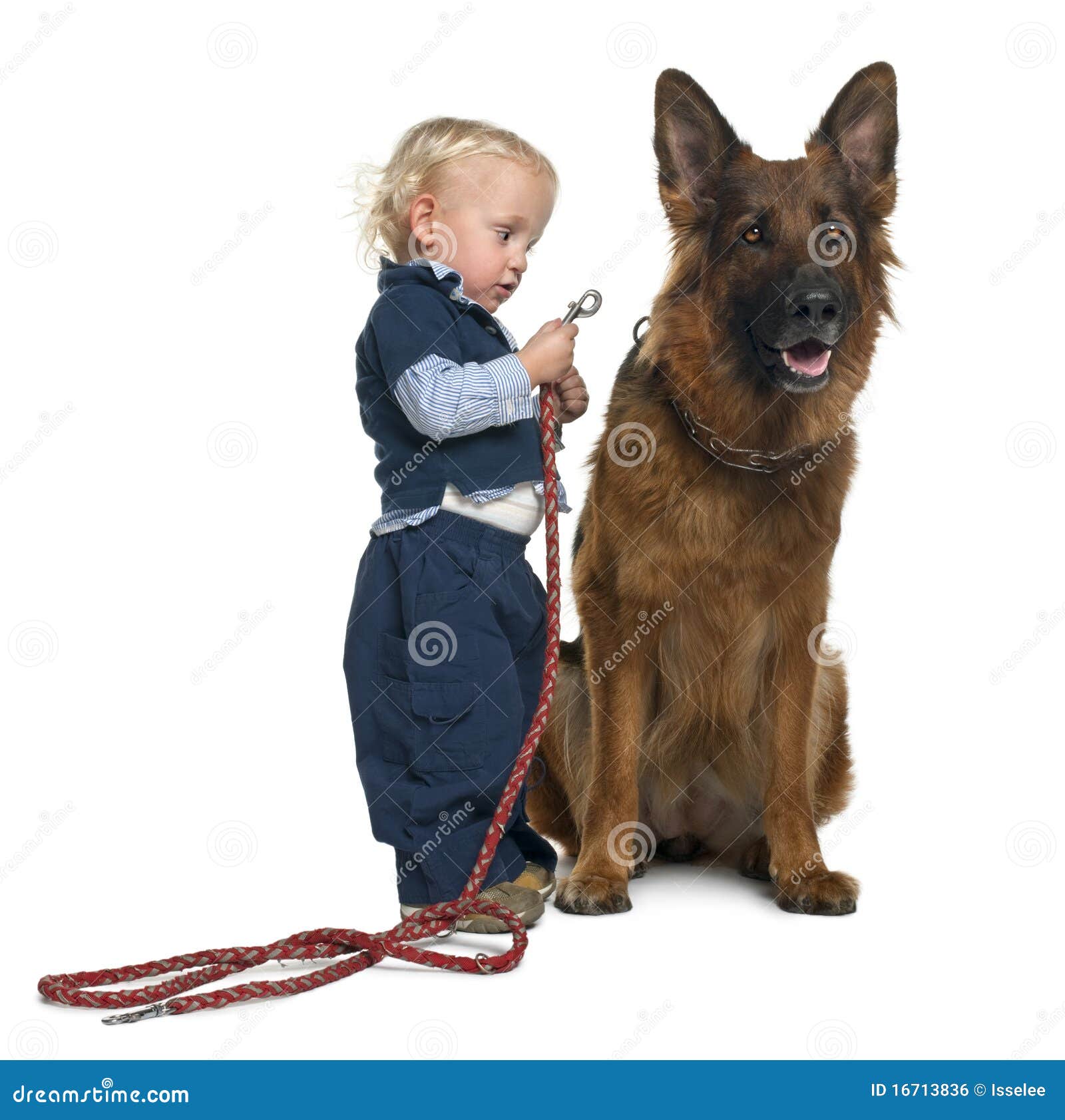 German Shepherd Dog with Boy Attaching Leash Stock Photo Image of
