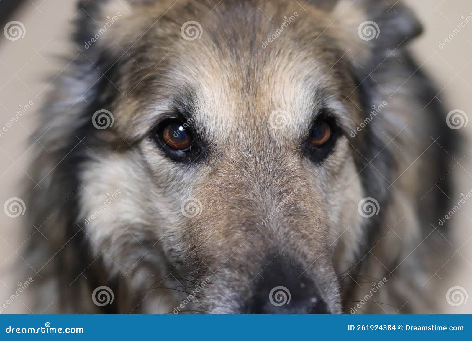 German Shepherd Dog Brown Eyes Stock Photo Image of shepherd, brown