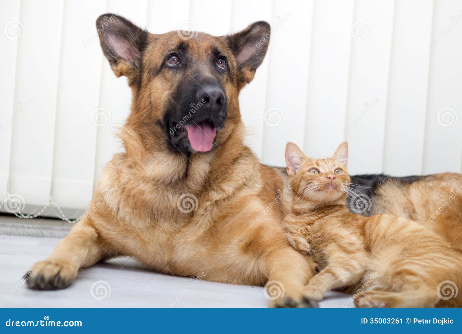 how do german shepherds get along with cats