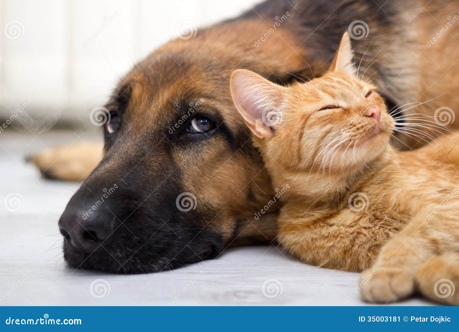 german shepherd dog and cat together