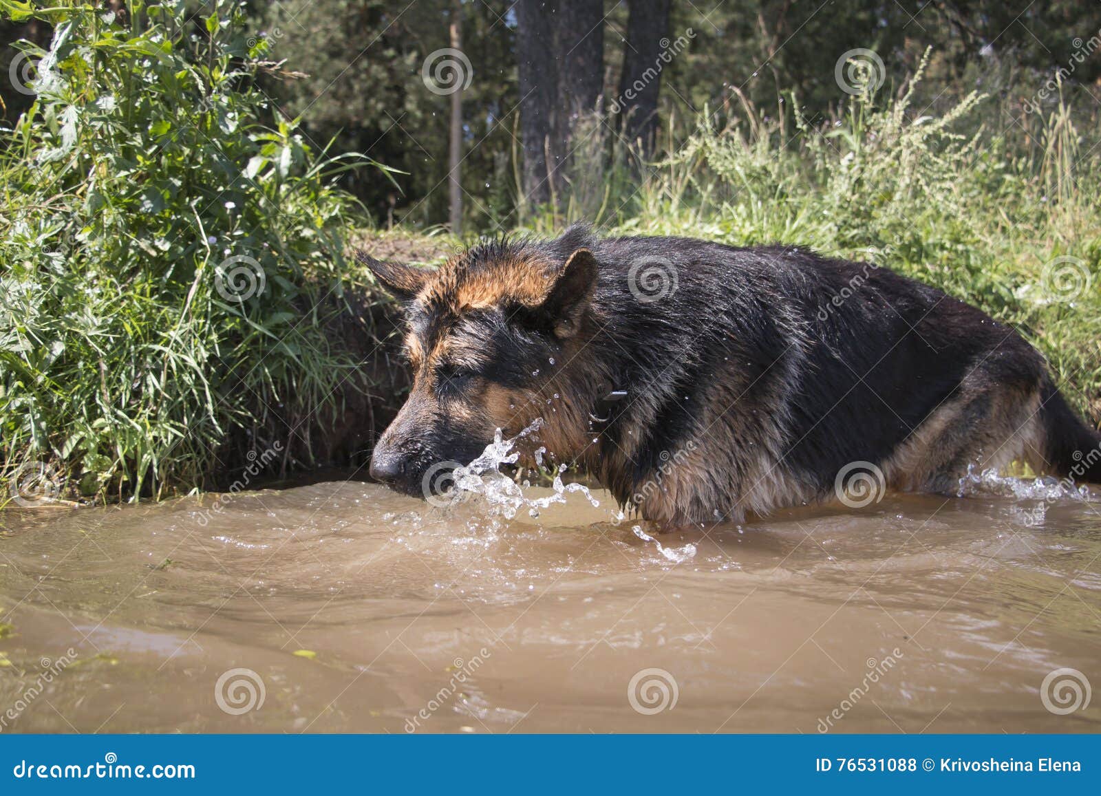 German Shepherd Dog Catches Fish Stock Photo Image of fishing, police