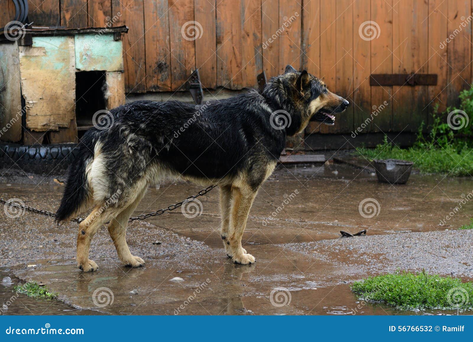 German Shepherd Dog on a Chain in the Rain Stock Photo Image of grass