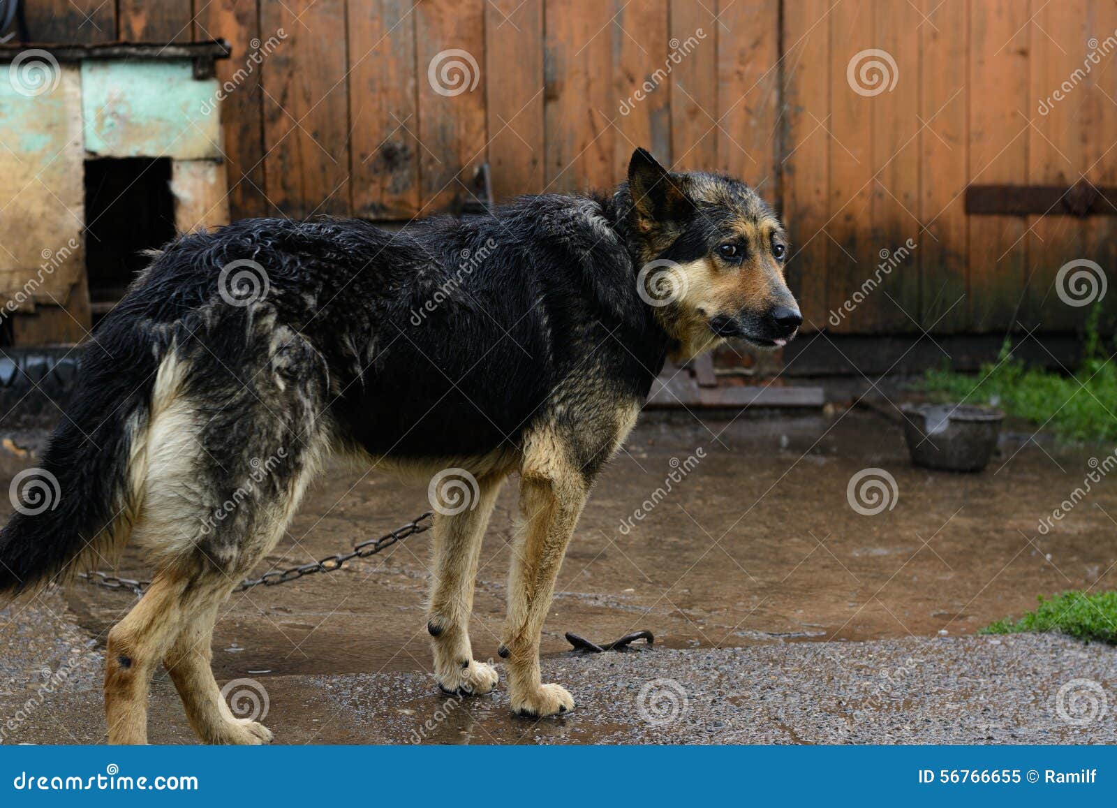 Can German Shepherds Get Sick In The Rain