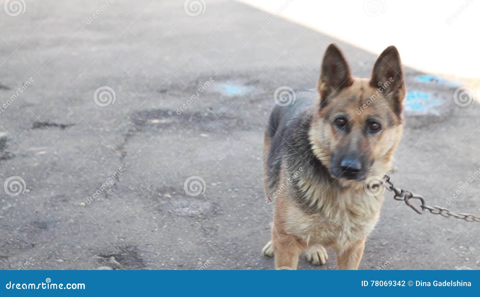 german shepherd dog chain