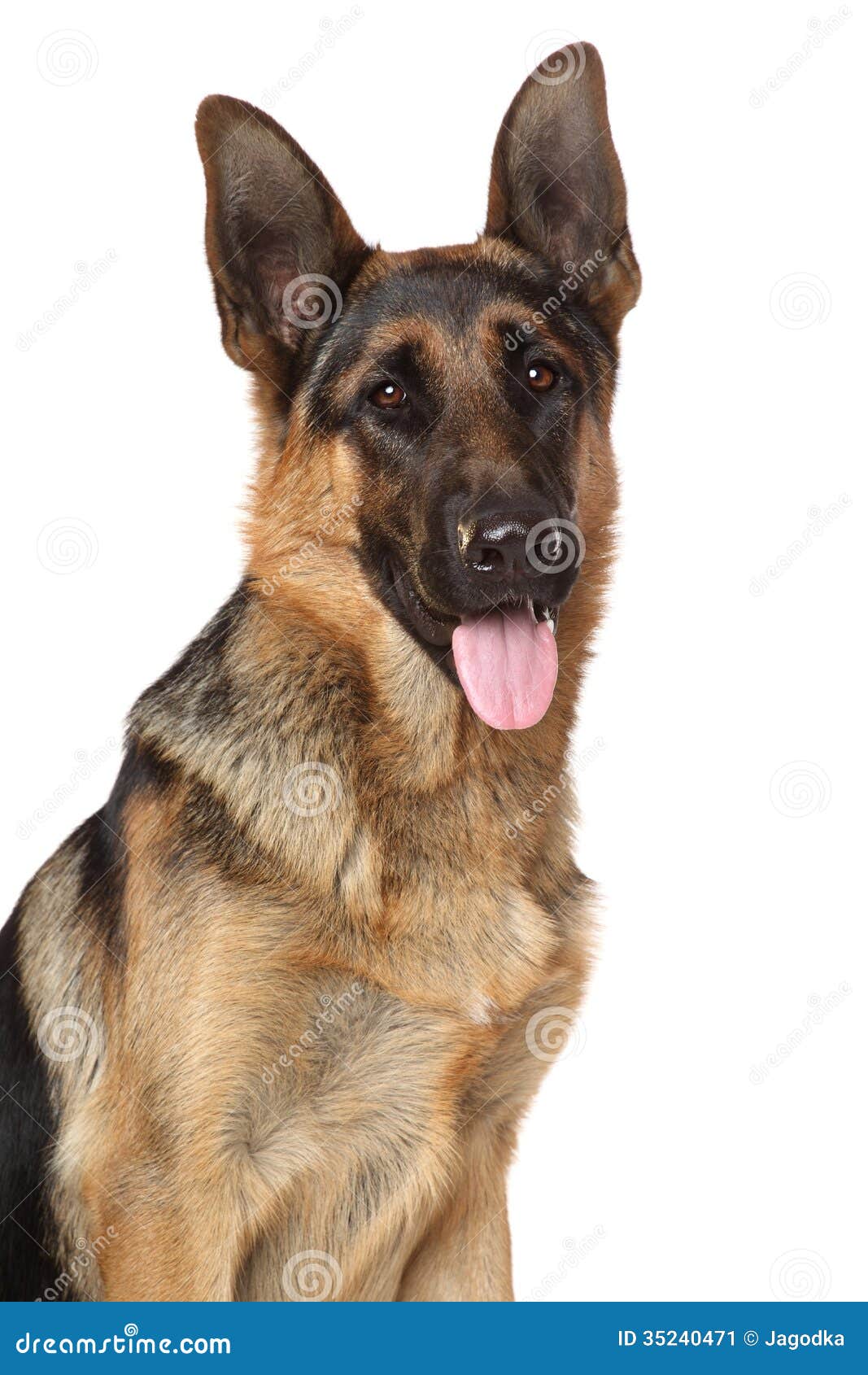 German Shepherd Dog. Closeup Portrait Stock Image Image of white