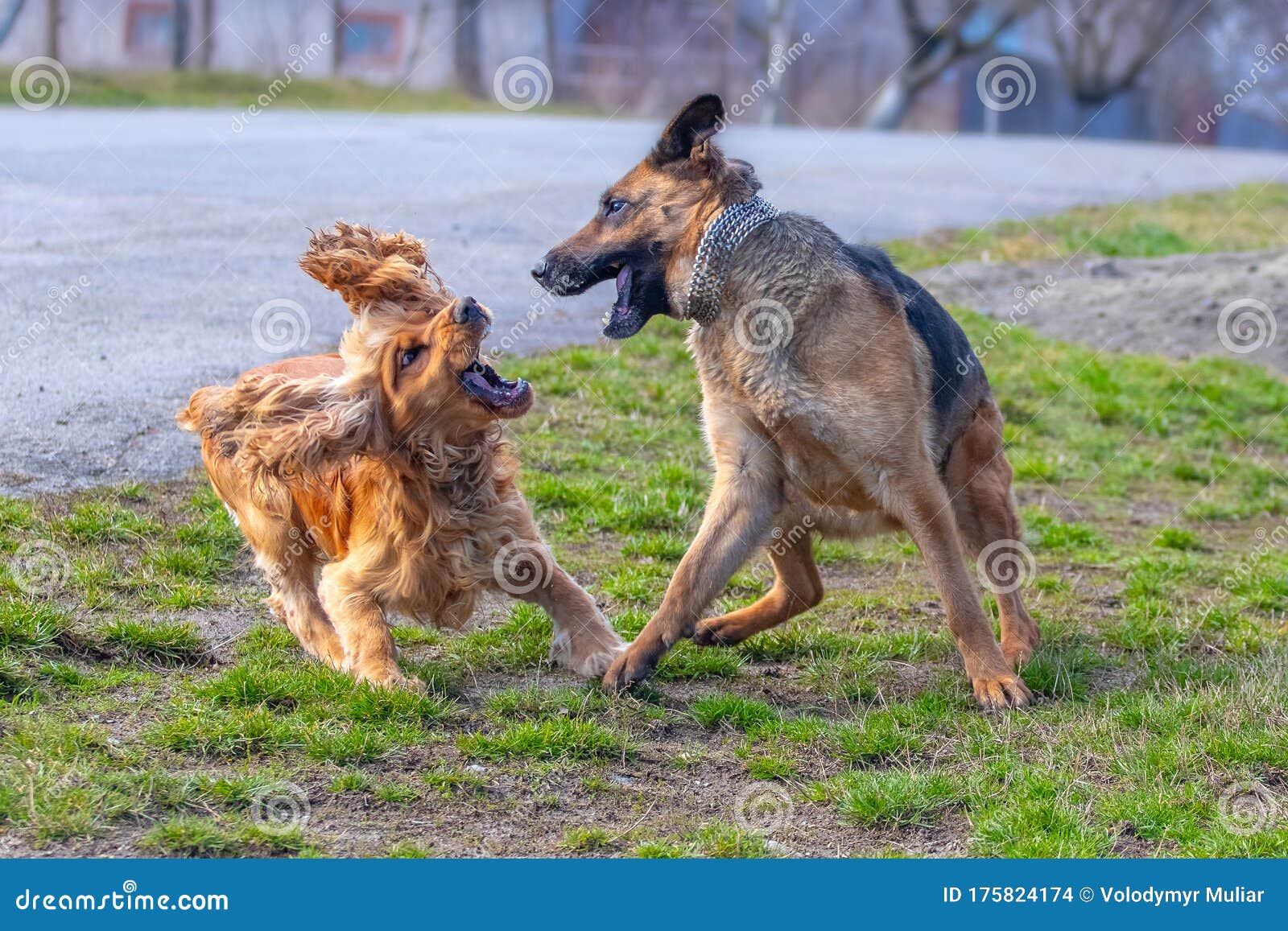 German Shepherd Dog And Cocker Spaniel On A Walk. Dogs Run And Play On