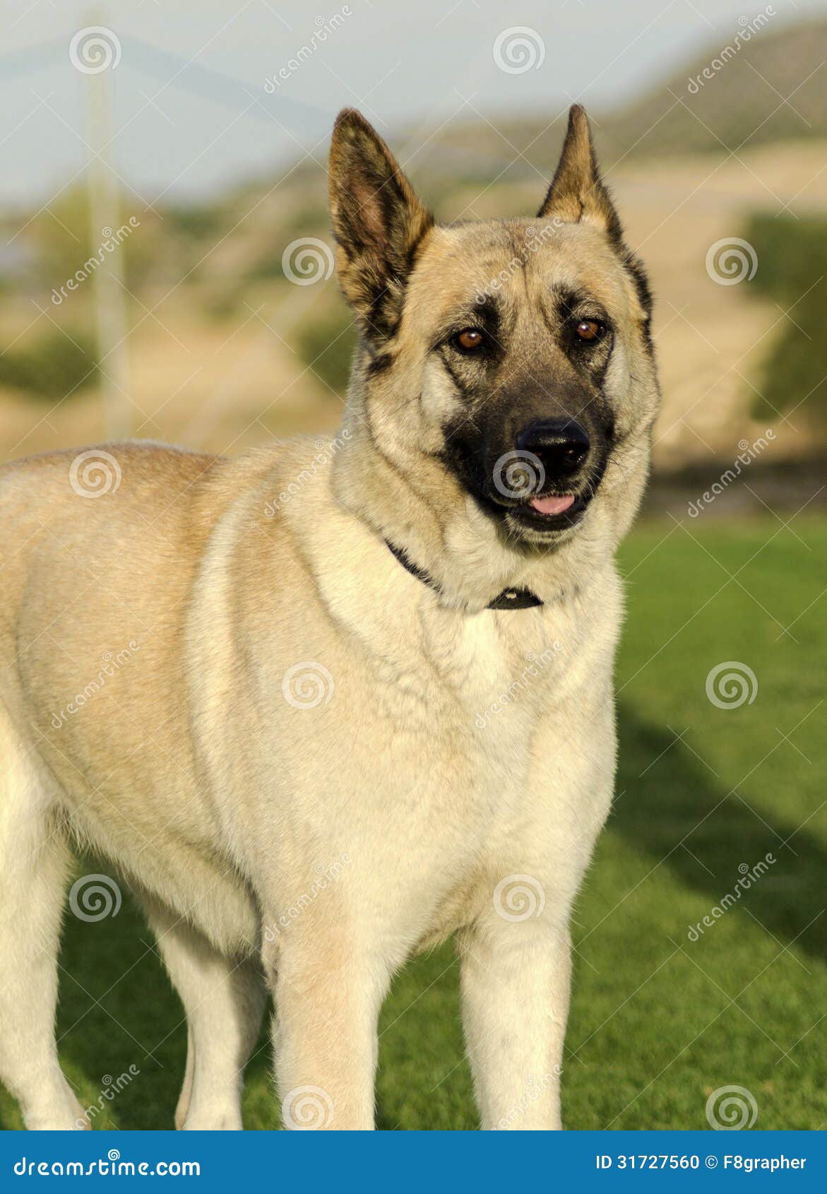 beige german shepherd