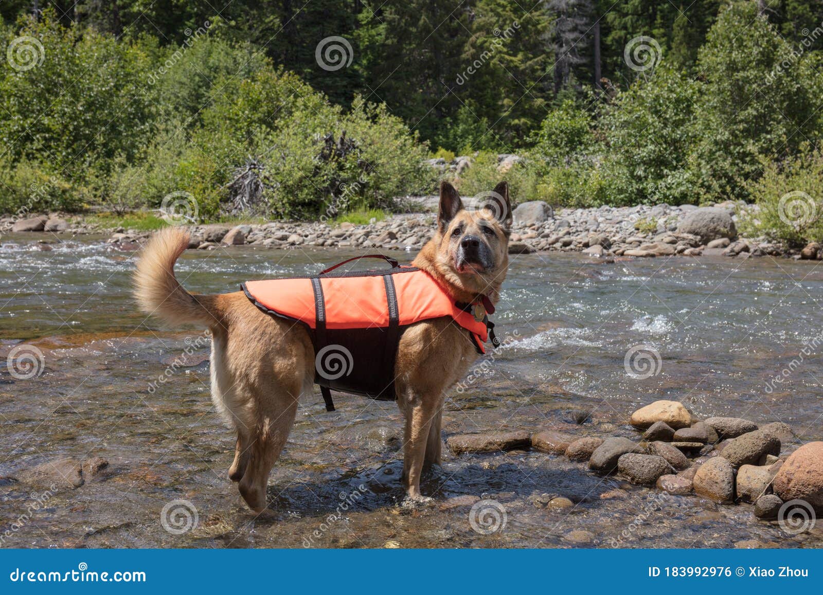 German shepherd dog stock photo. Image of swamp, sunlight 183992976