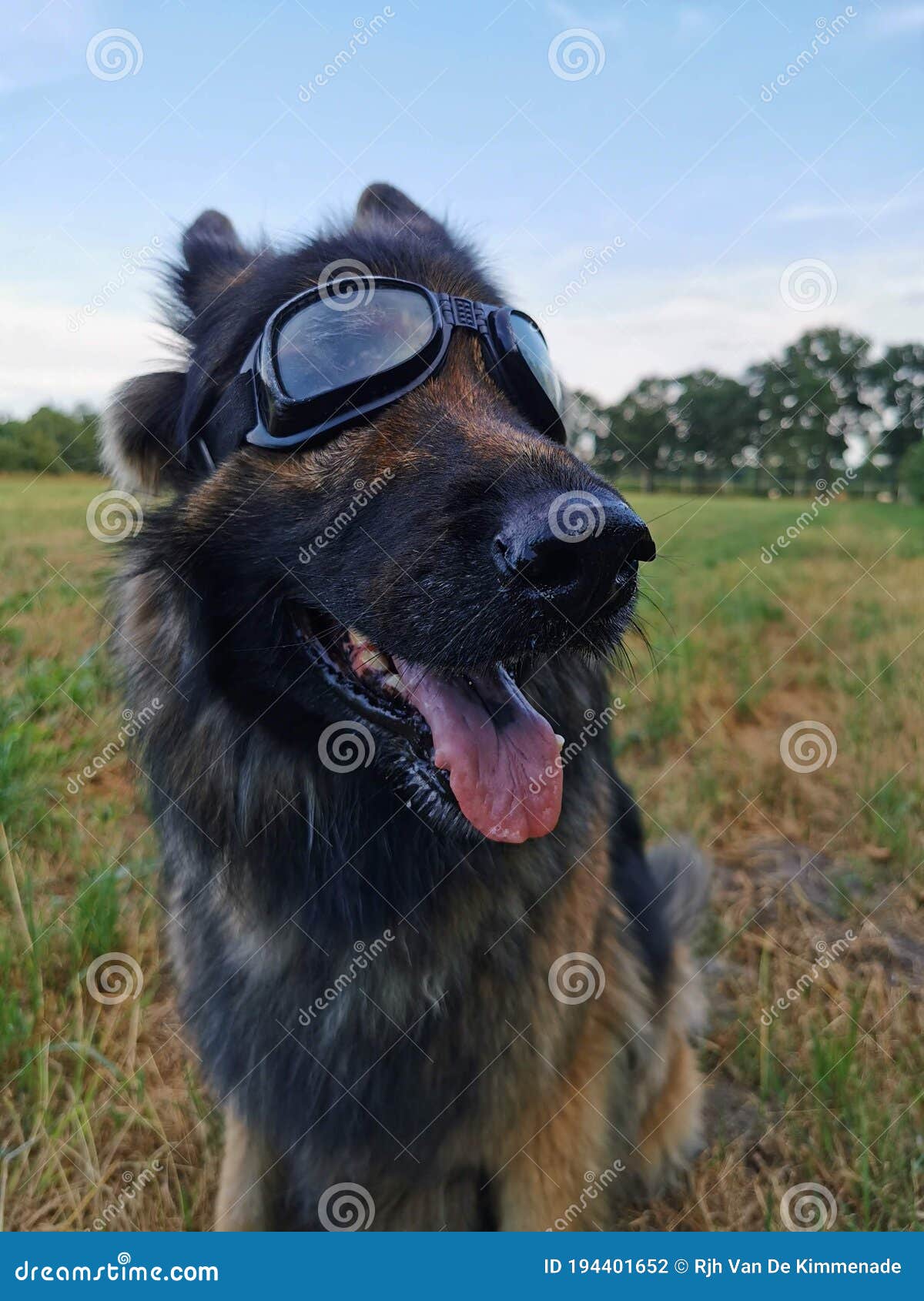 german shepherd with dog glasses looking happy