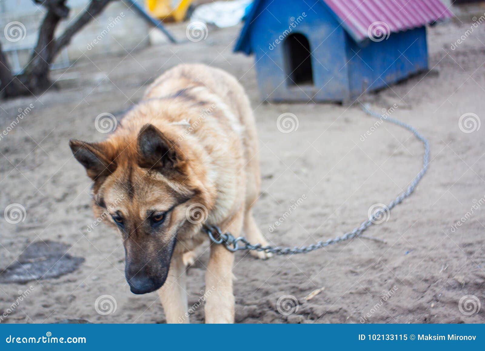 german shepherd dog chain