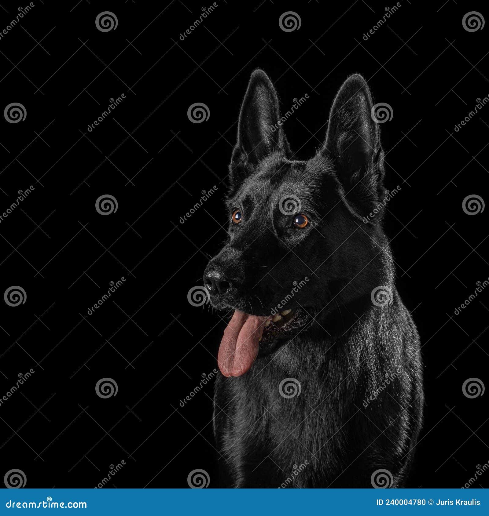 German Shepherd Dog Isolated on Black Background Stock Photo Image of