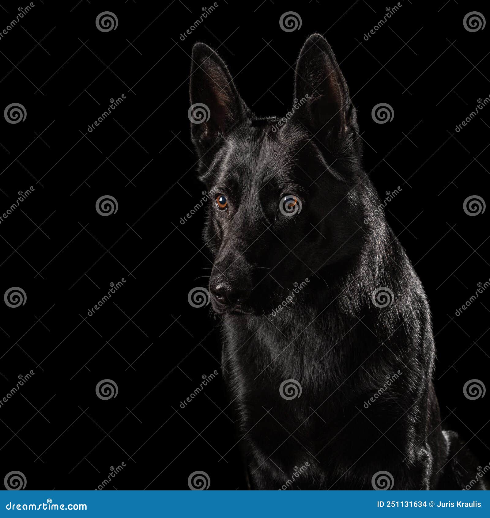 German Shepherd Dog Isolated on Black Background Stock Photo Image of