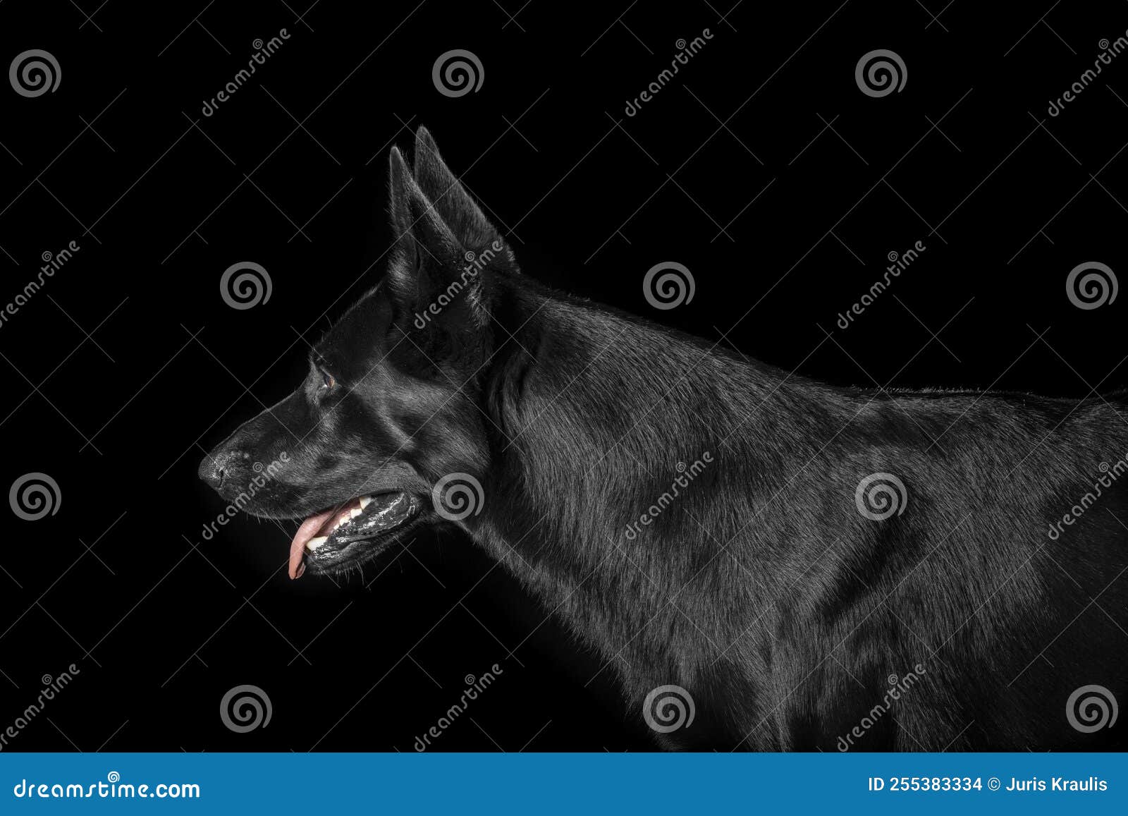 German Shepherd Dog Isolated on Black Background Stock Photo Image of