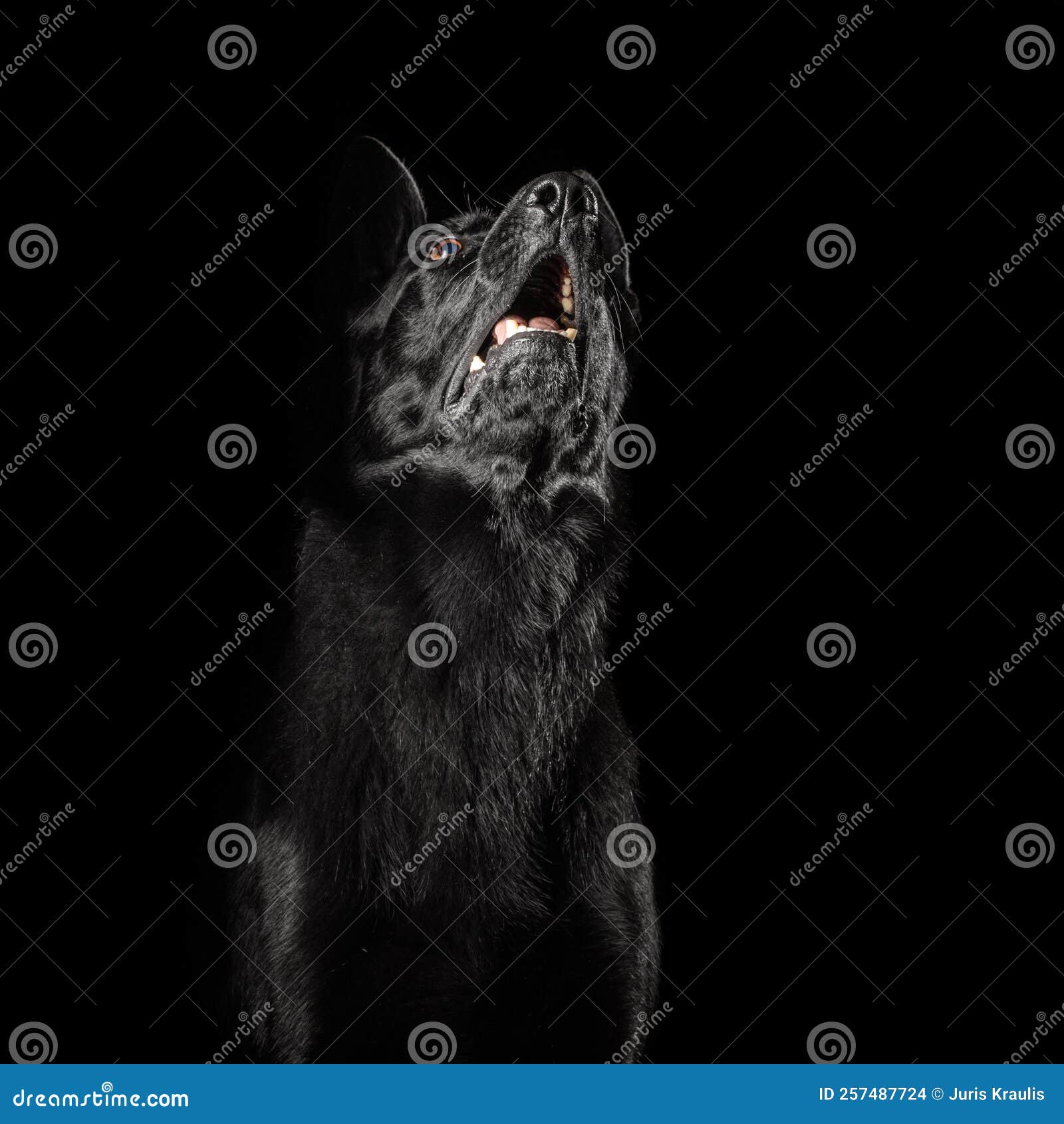 German Shepherd Dog Isolated on Black Background Stock Photo Image of