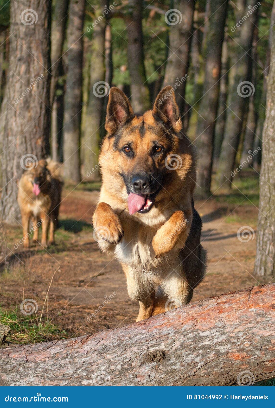 German Shepherd Dog Jumping Stock Photo Image of puppy, hound 81044992