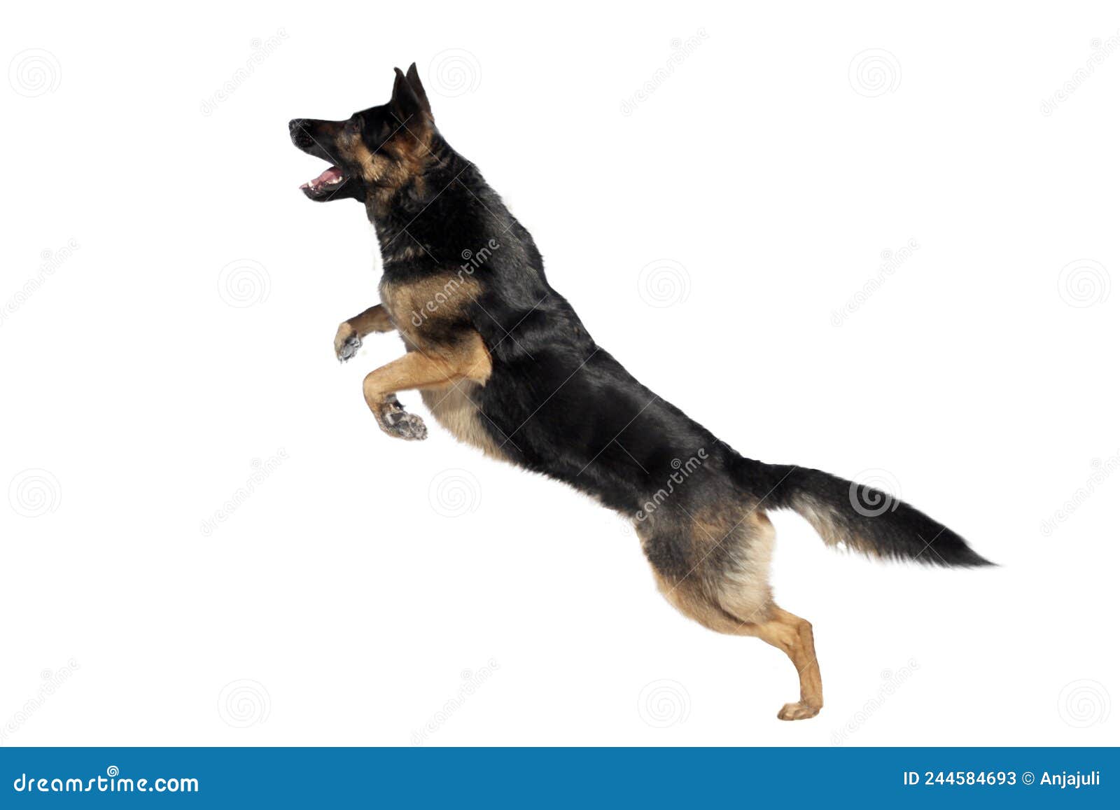 German Shepherd Dog Jumping. Dog Play and Jump To Catch a Toy with ...