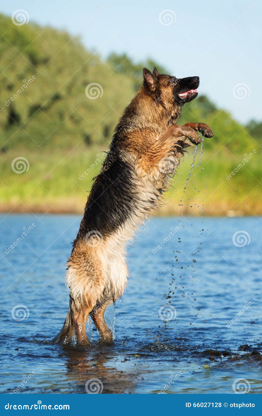 German Shepherd Dog Jumping in the River Stock Photo Image of
