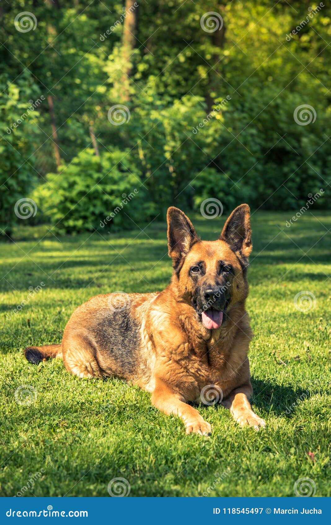 German Shepherd Dog Laying Down on Grass Stock Image Image of puppy