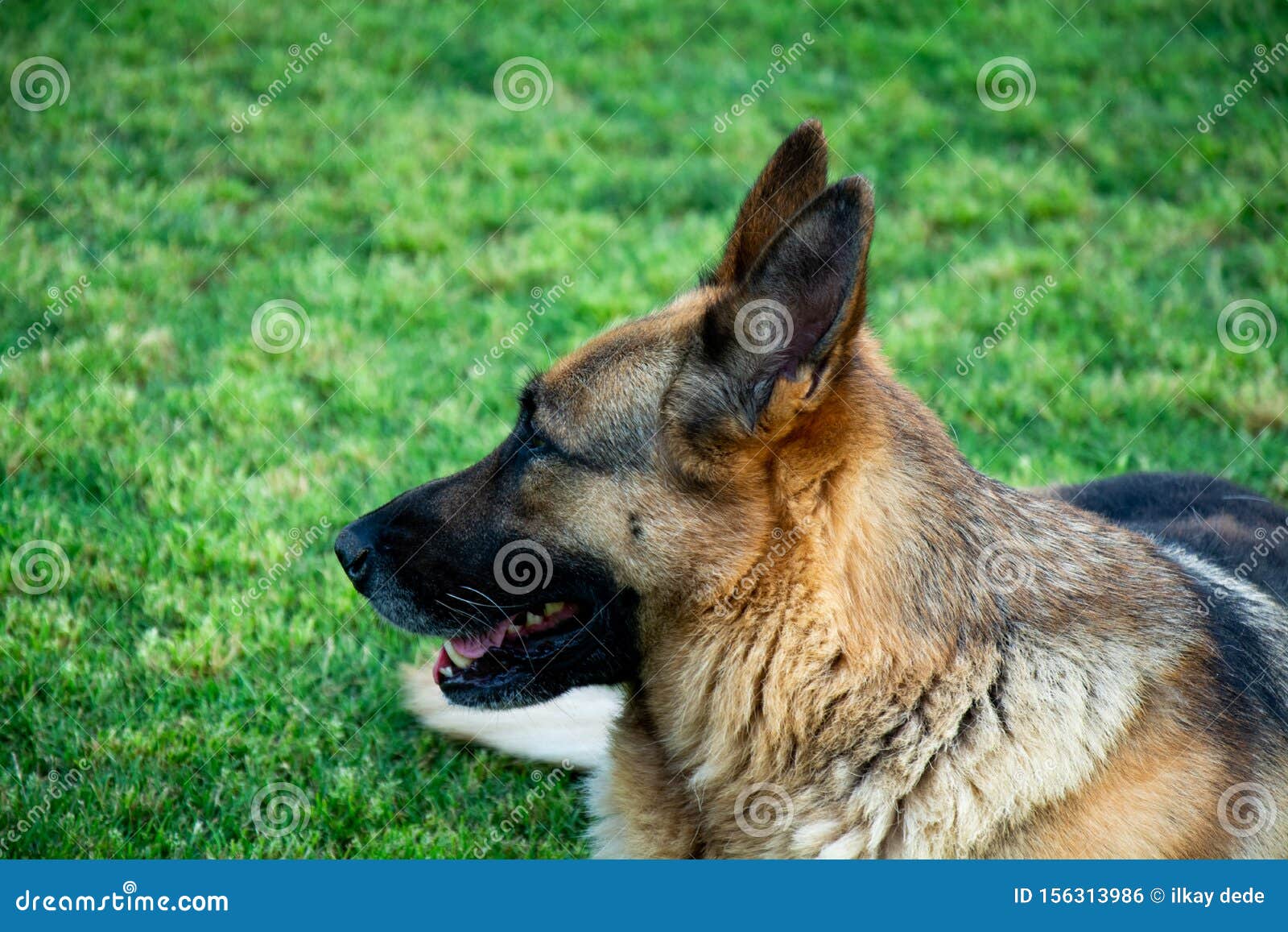 German Shepherd Dog Laying Down on Grass Stock Photo Image of