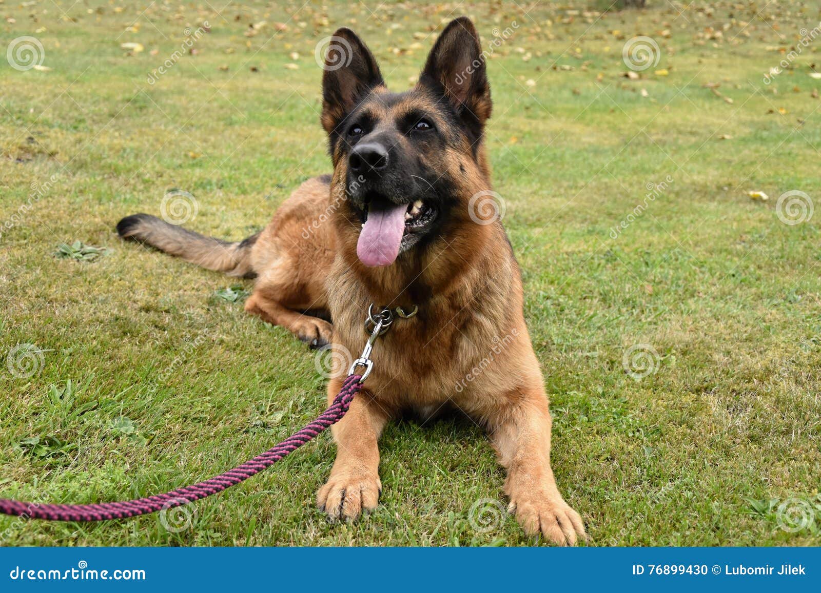 German Shepherd Dog on a Leash, Lying on Green Grass in the Garden