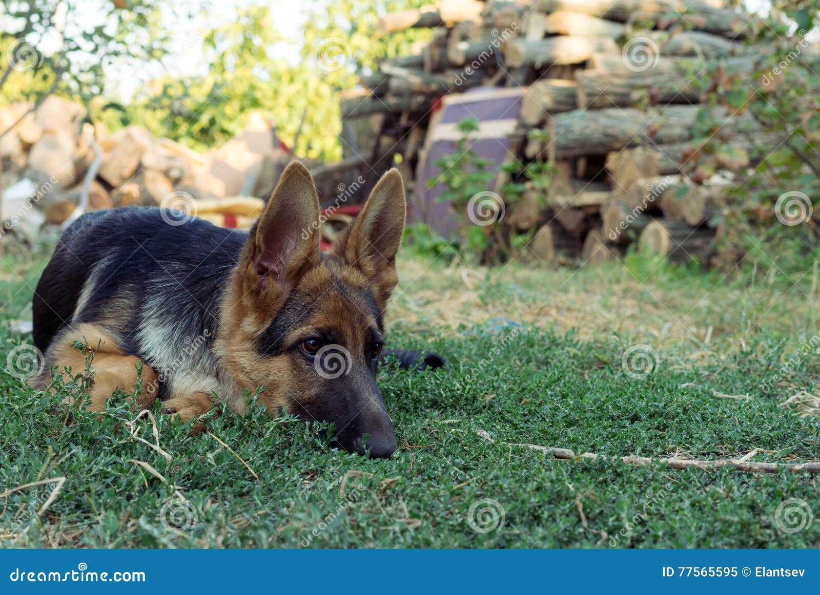 German Shepherd Dog Looking Aside and Lying on the Grass Waiting for ...
