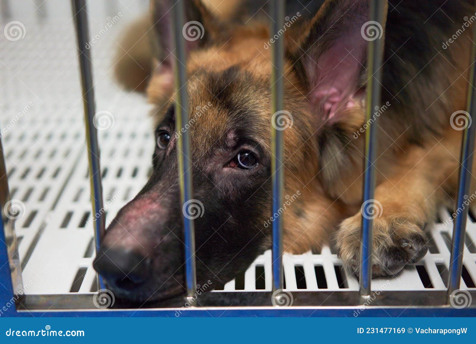 German Shepherd Dog Lying in Cage Looking Up Stock Image Image of