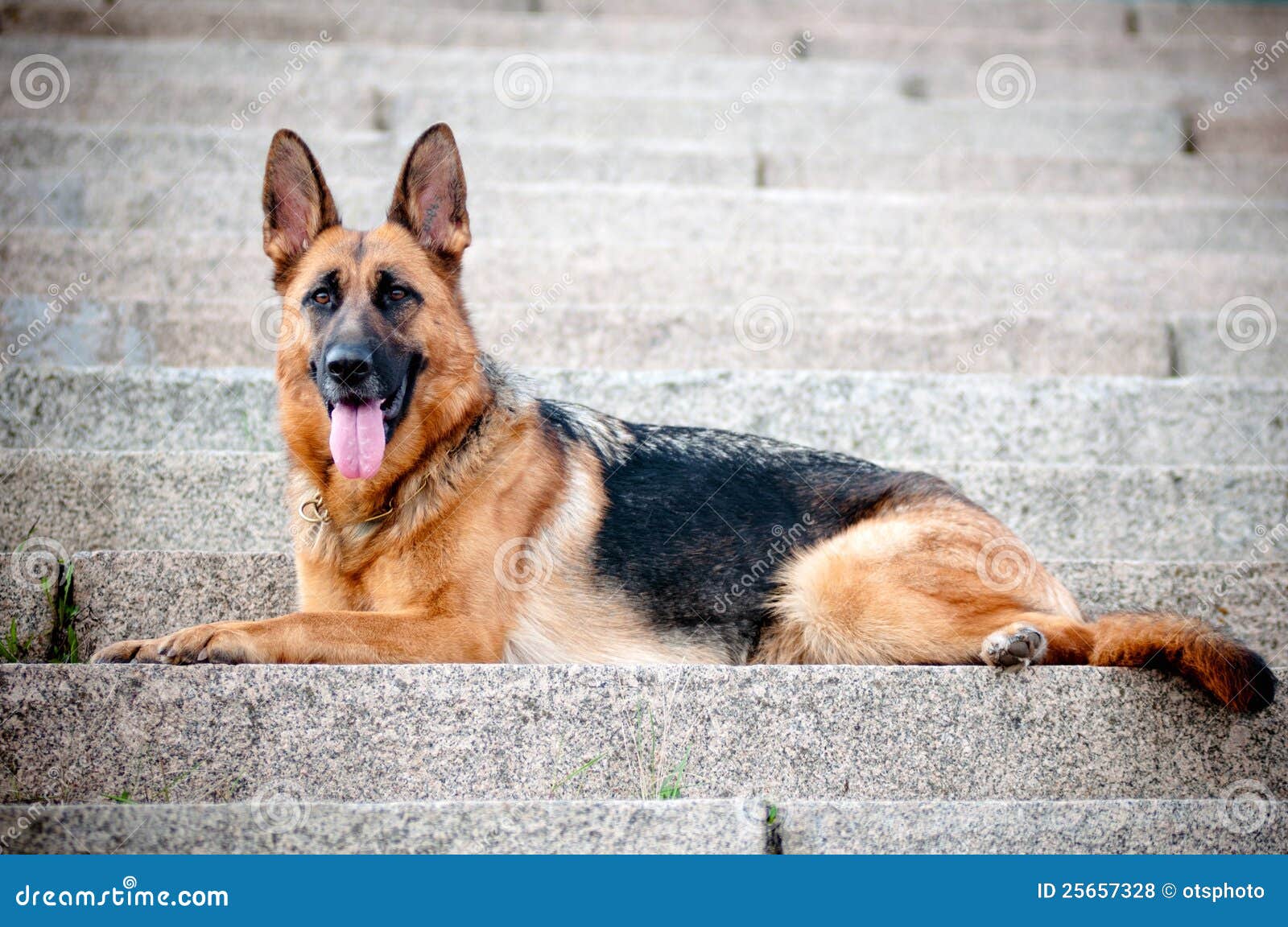 German Shepherd Dog Lying on the Steps Stock Photo Image of