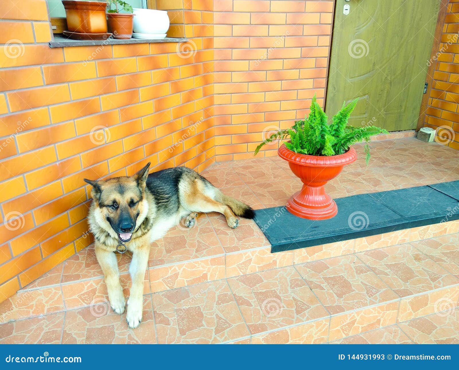 German Shepherd Dog Lying on the Steps Stock Image Image of modern
