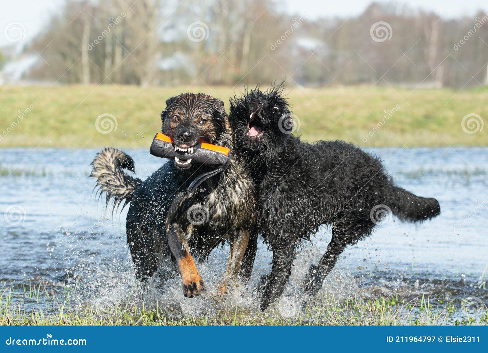 are german shepherds good water dogs