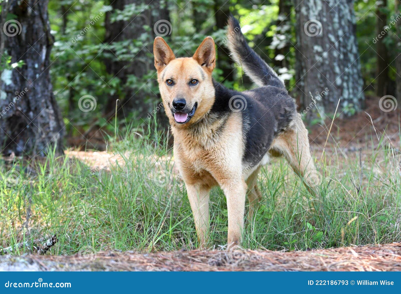 german shepherd dog wags its tail