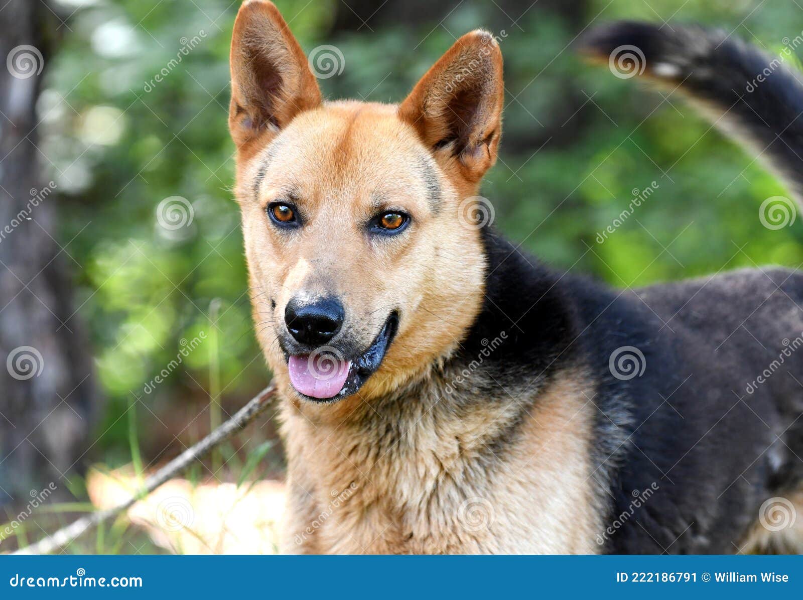 german shepherd dog wags its tail