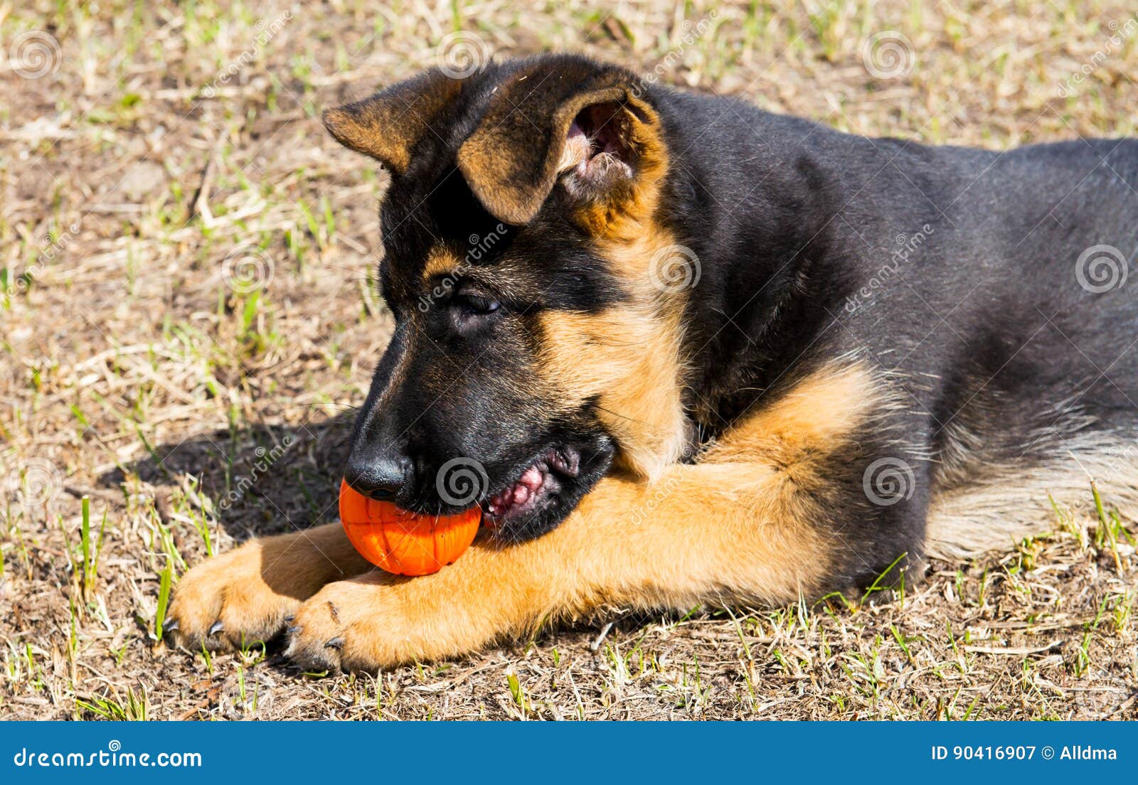 German Shepherd Dog Playing with Ball Stock Image Image of guard