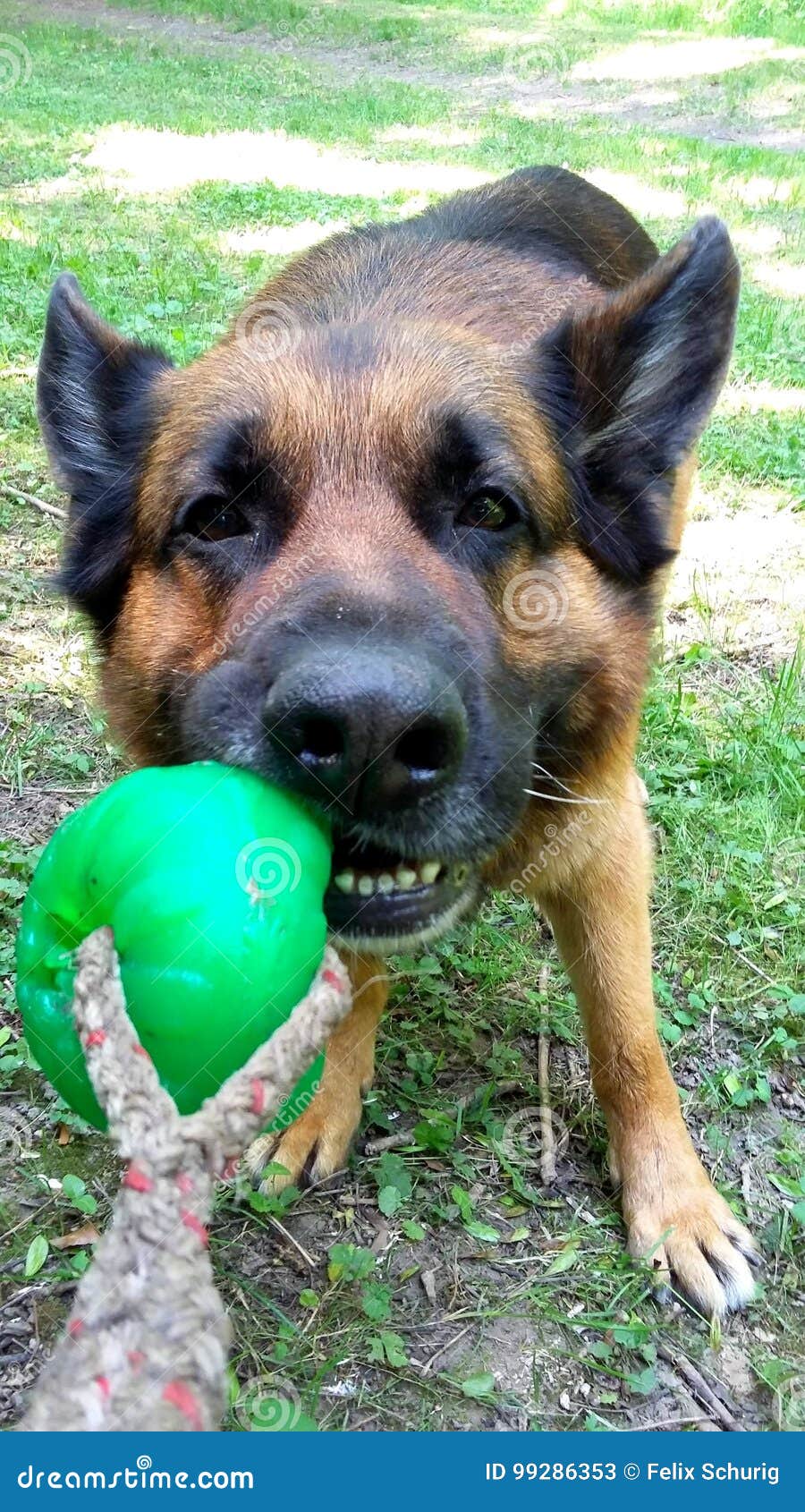 German Shepherd Dog Playing Ball Pulling Stock Image Image of german
