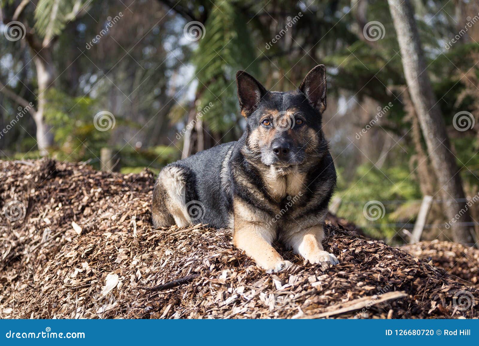 German Shepherd Dog Portrait on Bark Stock Photo - Image of portrait ...