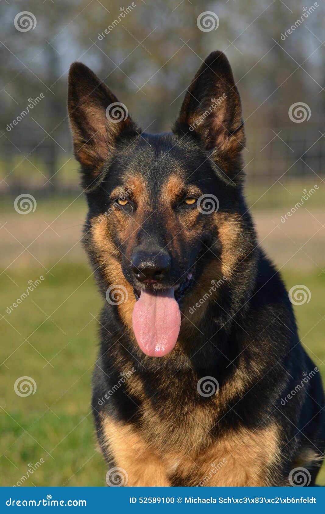 Image Result For German Shepherd Z Black Image Result For German Shepherd Z Black