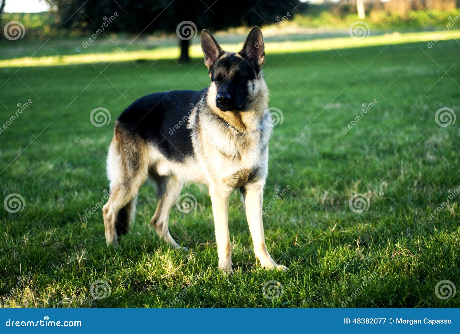 German Shepherd Dog Stock Image Image Of Pricked Good 48382077