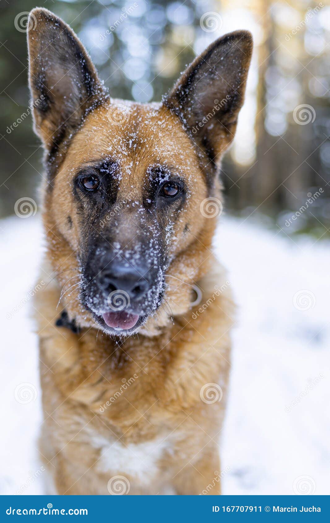 German Shepherd Dog Portrait, Face Covered in Snow Stock Image - Image ...